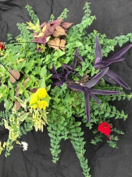 COMBO M 14" Moss Basket